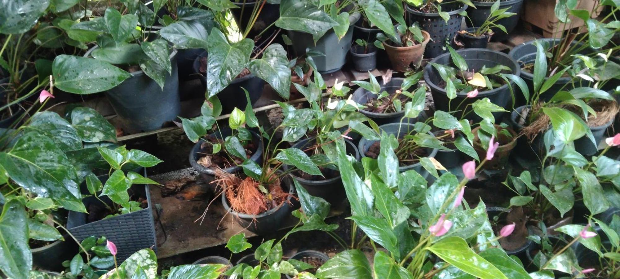 Kanneliya Eco Garden Hotel Koralegama 外观 照片